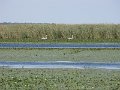 Tisza-to noveny es allatvilaga1
